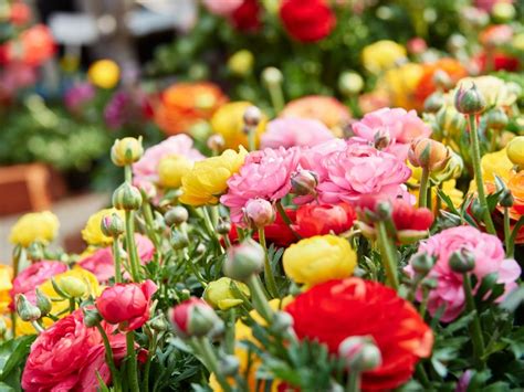 花種類|人気の花の種類一覧